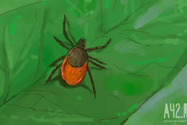 Аллерголог-иммунолог перечислила признаки болезни Лайма после укуса клеща