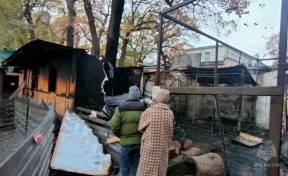 В Саратове во время пожара в зоопарке погибли более 40 животных
