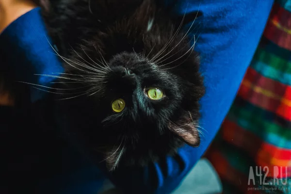 Из Кузбасса за границу с начала года уехали 6 кошек и 7 собак