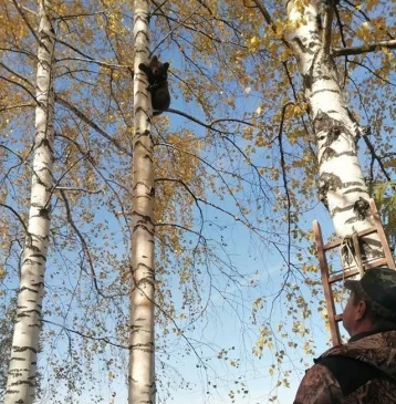 Фото: В посёлке Кузбасса медведь залез на дерево: комментарий властей 1