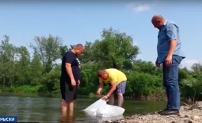 5 000 мальков хариуса выпущены в кузбасскую реку