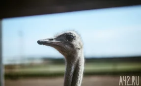 «Кто потерял?!»: кузбассовцы сняли на видео страуса, плавающего в Томи