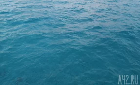 В Египте на россиянина напала мурена  