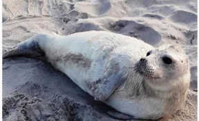На берегу Балтийского моря найден раненый детёныш тюленя