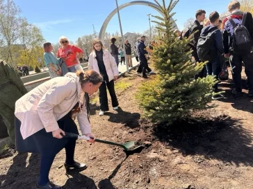 Фото: В Новокузнецке на бульваре Героев высадили ели взамен уничтоженных ураганом 2