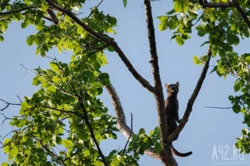 Фото: Неравнодушные кемеровчане спасли кошку, неделю сидевшую на дереве 1