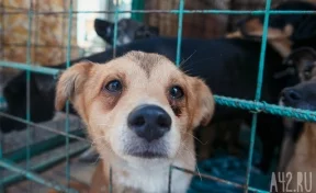 Стало известно, кто будет заниматься отловом бездомных животных в Кемерове