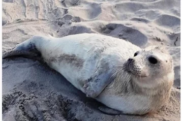 Фото: На берегу Балтийского моря найден раненый детёныш тюленя 1