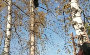 В посёлке Кузбасса медведь залез на дерево: комментарий властей