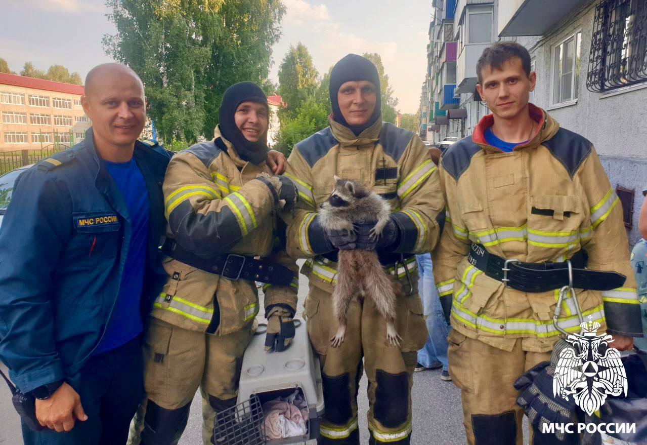 В Кузбассе пожарные выехали на вызов, чтобы спасти енота