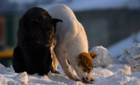 «Ребёнок боится идти в школу»: стая бродячих собак напугала кузбассовцев