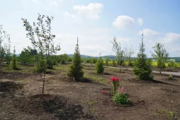 Фото: В Кузбассе на месте болота разбили новый парк с 700 деревьями и кустарниками 3