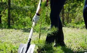 Горняки УК «Кузбассразрезуголь» высадили в 2021 году более 725 тысяч деревьев