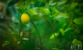 Учёные узнали, почему лимоны кислые