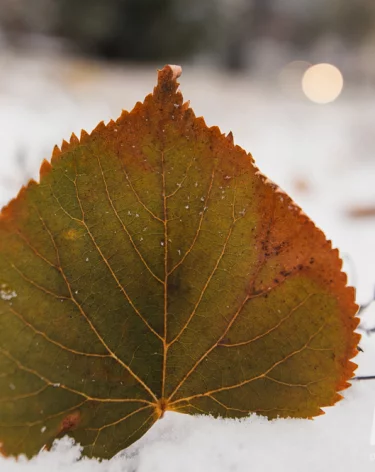 Зима не торопится: в Кузбассе на неделе потеплеет до +7