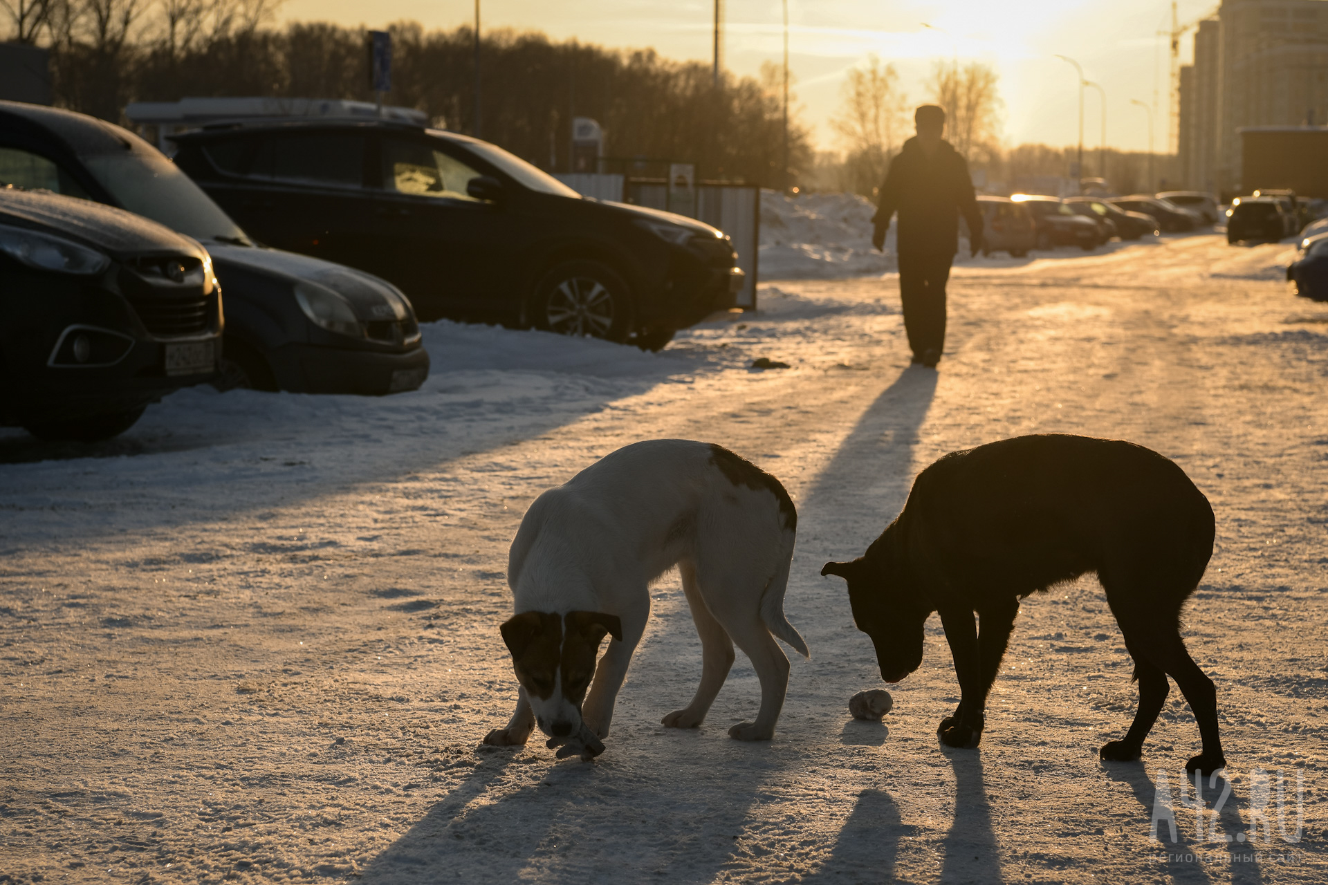 Бродячие собаки насмерть искусали пенсионера в Иркутской области