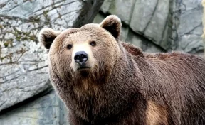 Россиянам могут запретить содержать дома медведей