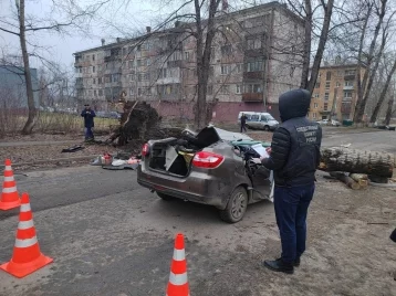 Фото: Двое погибли, двое пострадали: следователи рассказали подробности падения дерева на авто в Новокузнецке 1