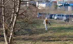 В Кемерове началась обработка парков, скверов и кладбищ от клещей