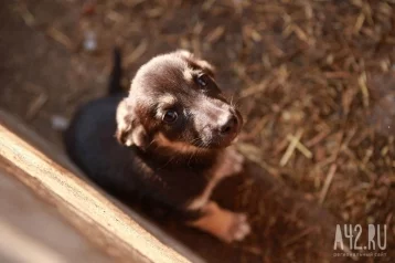 Фото: Названы самые популярные у россиян породы собак 1