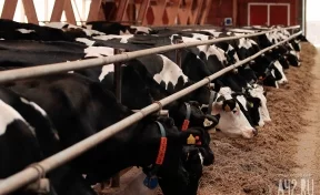 В Кузбассе началось строительство животноводческого комплекса: там будут производить 22 тысячи тонн молока в год