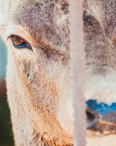 Кемеровчане сообщили об умирающем на трассе оленёнке и бездействии спасателей