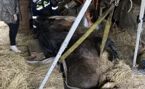В Кемерове спасли 500-килограммового коня, провалившегося в смотровую яму