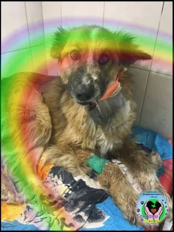 Фото: «Ушла по радуге»: в Кузбассе собака с оторванной челюстью не дождалась операции 1