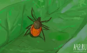 Аллерголог-иммунолог перечислила признаки болезни Лайма после укуса клеща