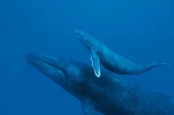 Фото: У побережья Австралии спасли запутавшегося в сетях китёнка 1