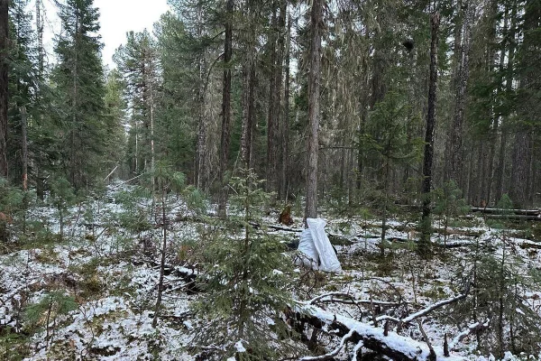 В ХМАО сборщик шишек застрелил другого шишкаря, перепутав его в сумерках с медведем