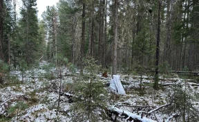 В ХМАО сборщик шишек застрелил другого шишкаря, перепутав его в сумерках с медведем