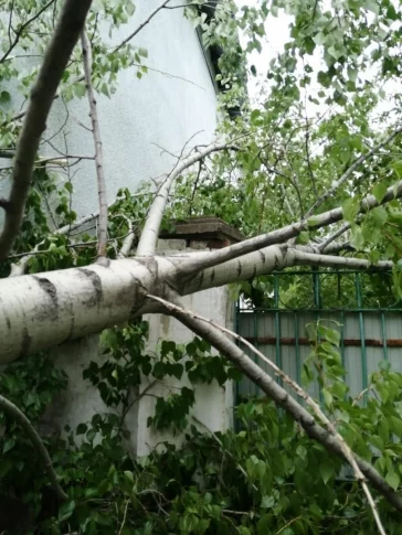 Фото: В Кузбассе упавшее от порыва ветра дерево заблокировало дорогу  2