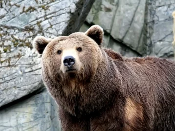 Фото: Россиянам могут запретить содержать дома медведей 1