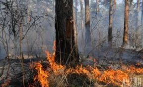 Мэр Междуреченска прокомментировал лесной пожар в районе Бельсу