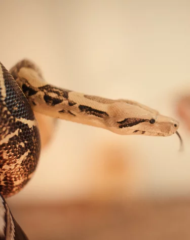 В Индонезии 6-метровый питон затянул под воду гида во время экскурсии по реке