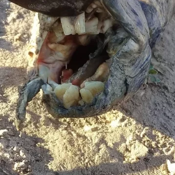 Фото: В Аргентине найдено странное существо с человеческими зубами 1