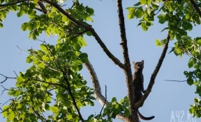 Неравнодушные кемеровчане спасли кошку, неделю сидевшую на дереве