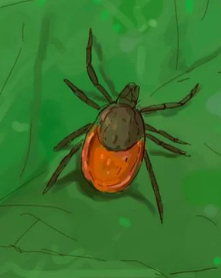 Аллерголог-иммунолог перечислила признаки болезни Лайма после укуса клеща