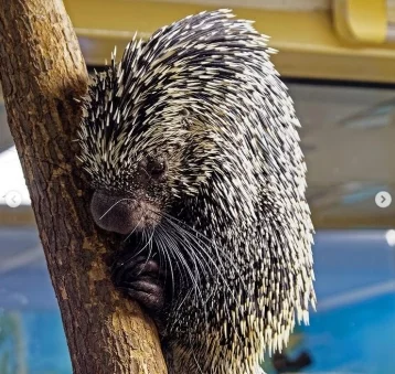 Фото: Новосибирский зоопарк устроил фотосессию дикобразам 1