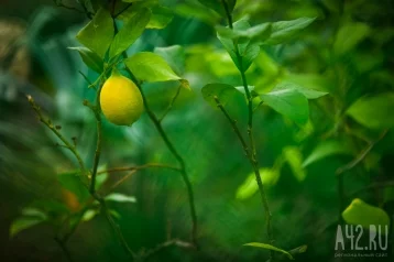 Фото: Учёные узнали, почему лимоны кислые 1
