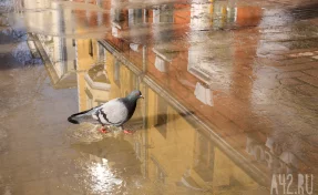 В Кузбассе 18 февраля температура поднимется до +6