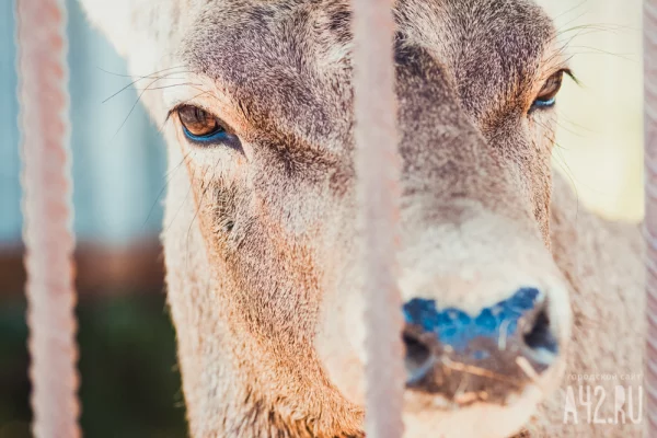 Кемеровчане сообщили об умирающем на трассе оленёнке и бездействии спасателей
