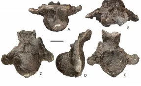 Палеонтологи нашли в Ульяновской области останки гигантского титанозавра 