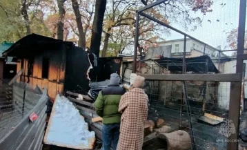 Фото: В Саратове во время пожара в зоопарке погибли более 40 животных 1
