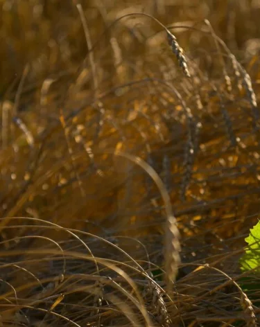 Косивший траву коммунальщик нашёл слитки золота