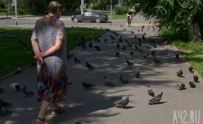 Кемеровчане пожаловались на мёртвых голубей в центре города