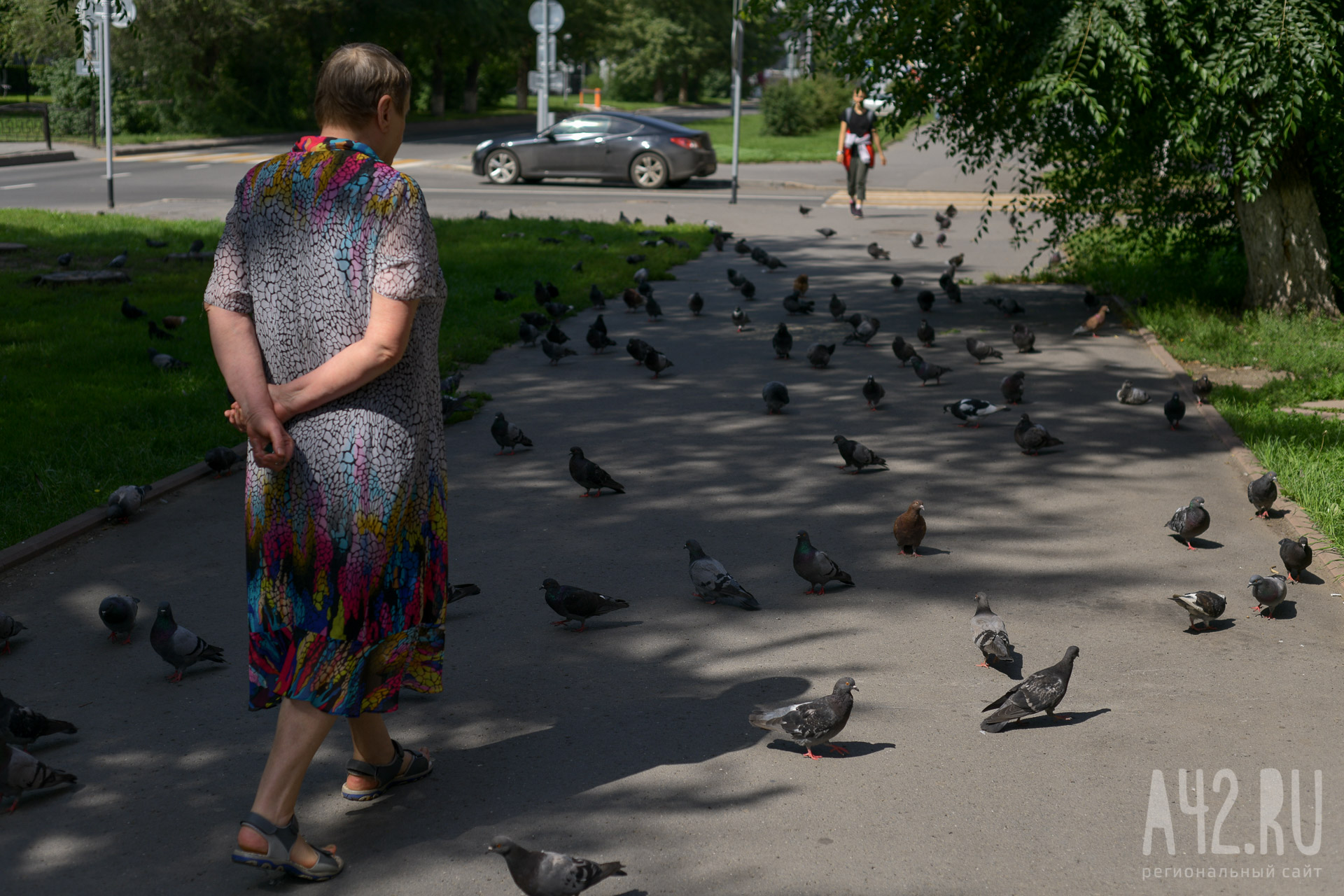 Кемеровчане пожаловались на мёртвых голубей в центре города