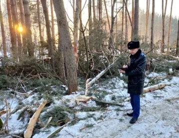 Фото: В Кузбассе неизвестные вырубили более 200 сосен на 4 млн рублей 1