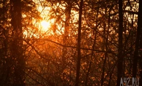 В Новгородской области спасатели нашли грибника, который заблудился и девять дней блуждал по лесу